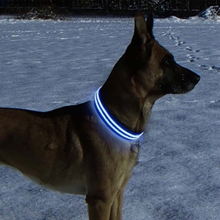 Blå hundehalsbånd med blåt lys 